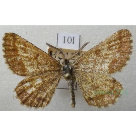 Ematurga atomaria (Linnaeus, 1758) male Poproch pylinkowiak Czech10l